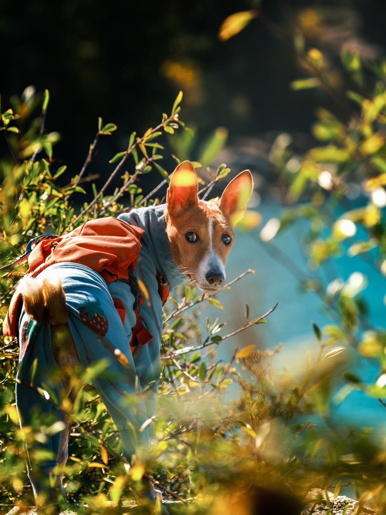Dog Photography Session