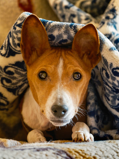 Dog Photography Session Packages