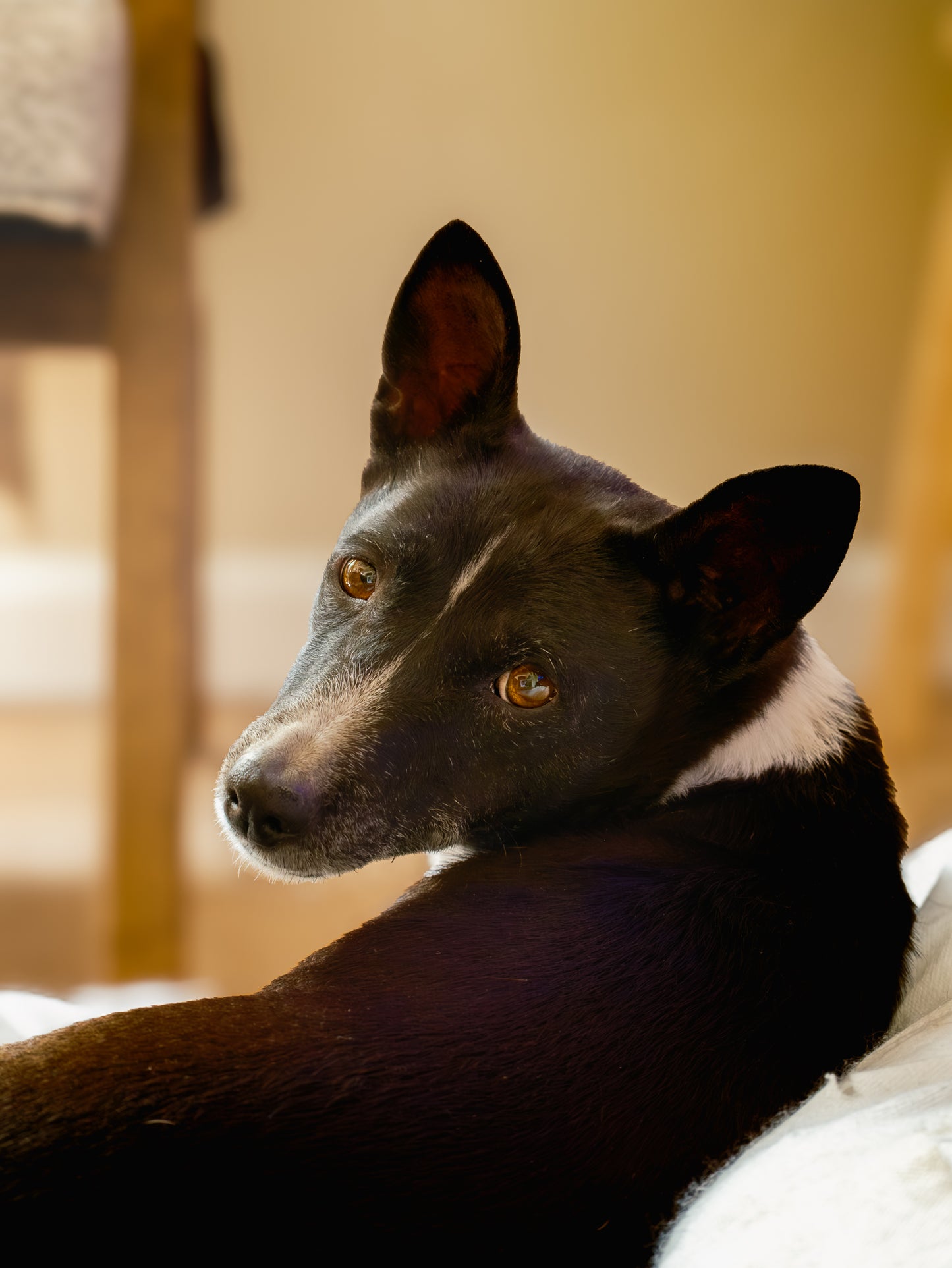 Dog Photography Session Packages