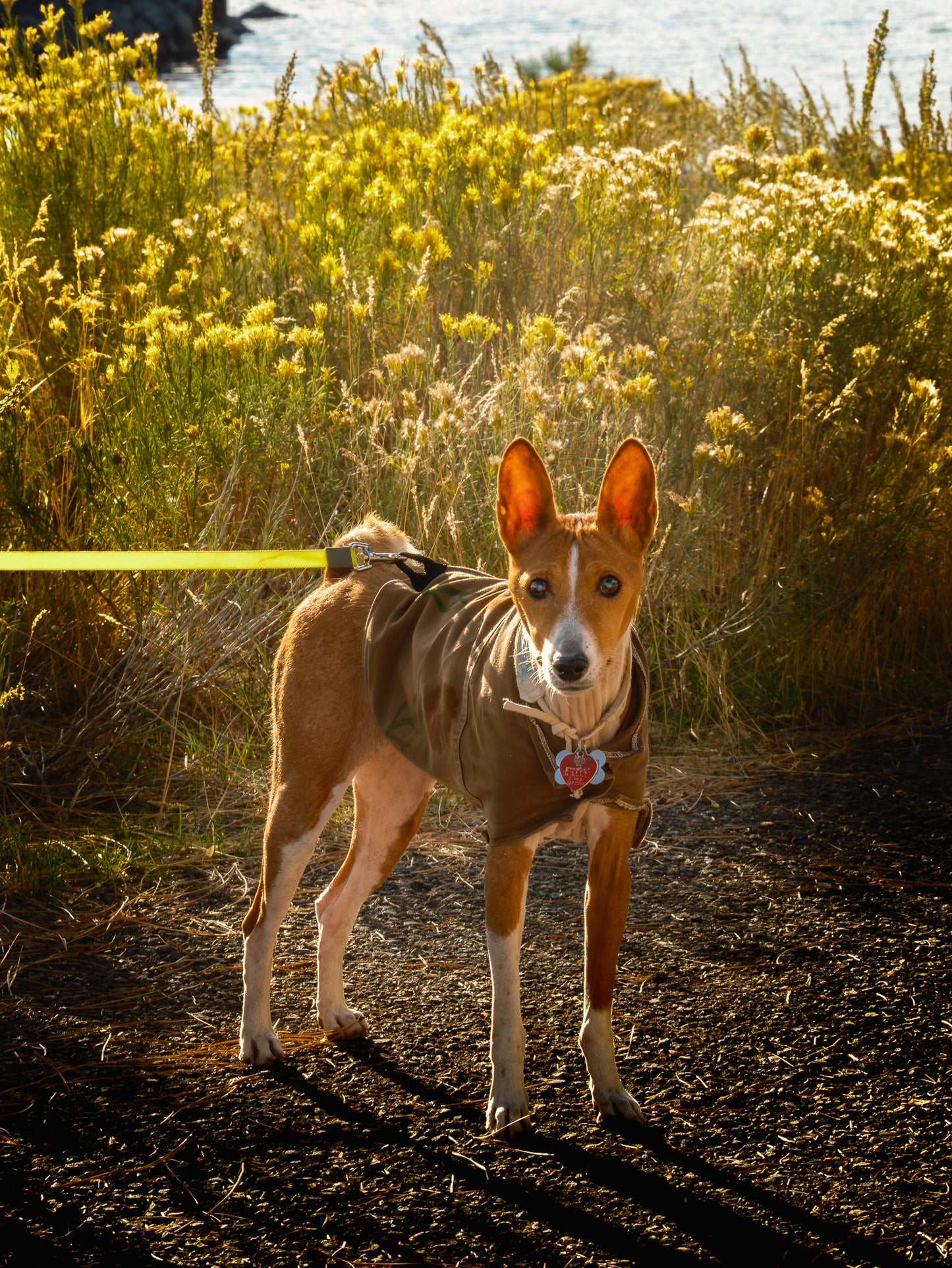 Dog Photography Session Packages