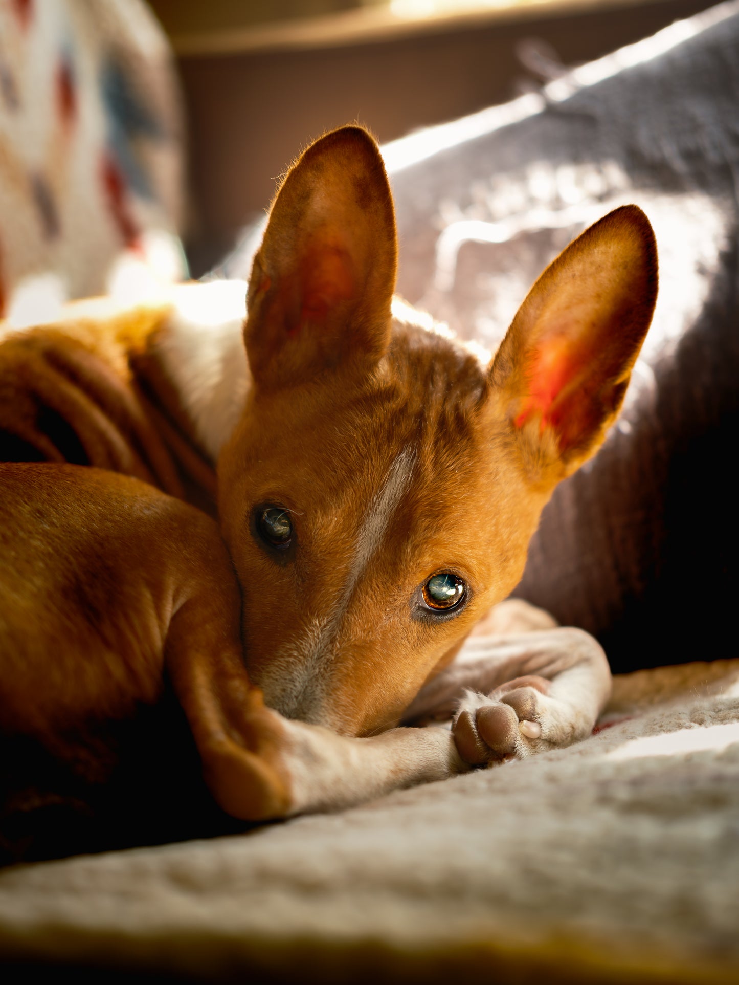 Dog Photography Session Packages