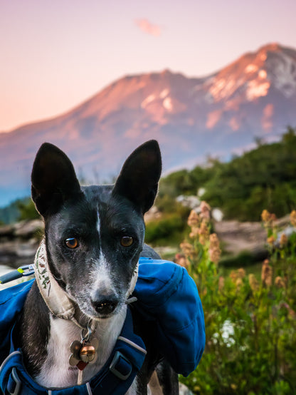 Dog Photography Session Packages