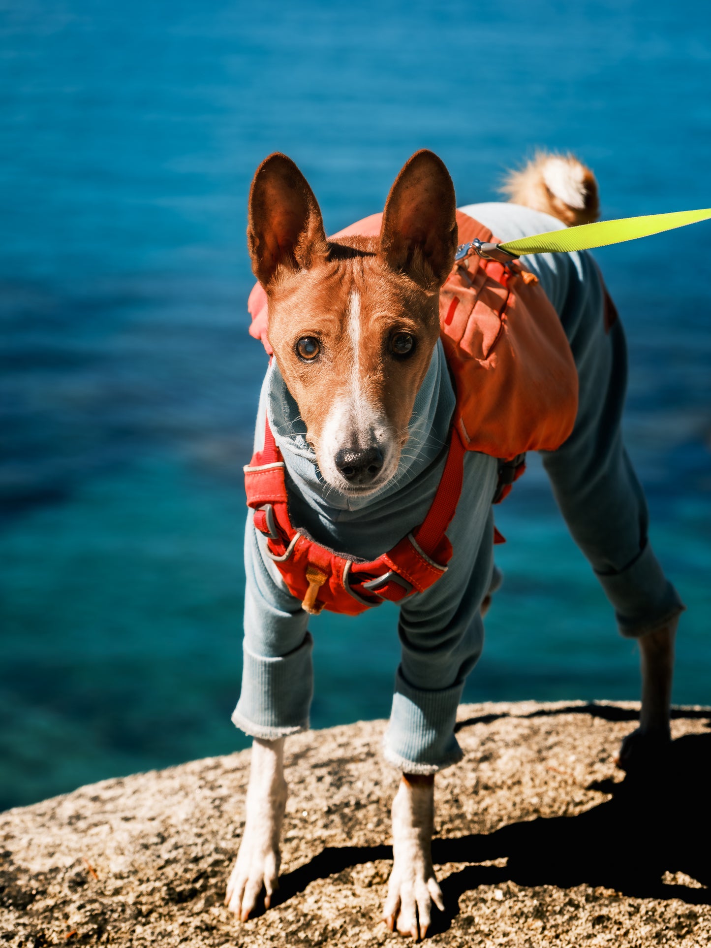 Dog Photography Session Packages