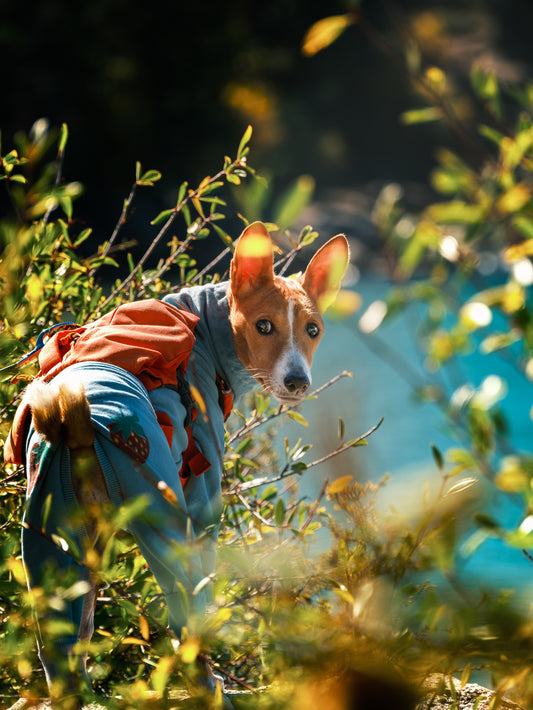 Dog Photography Session Packages