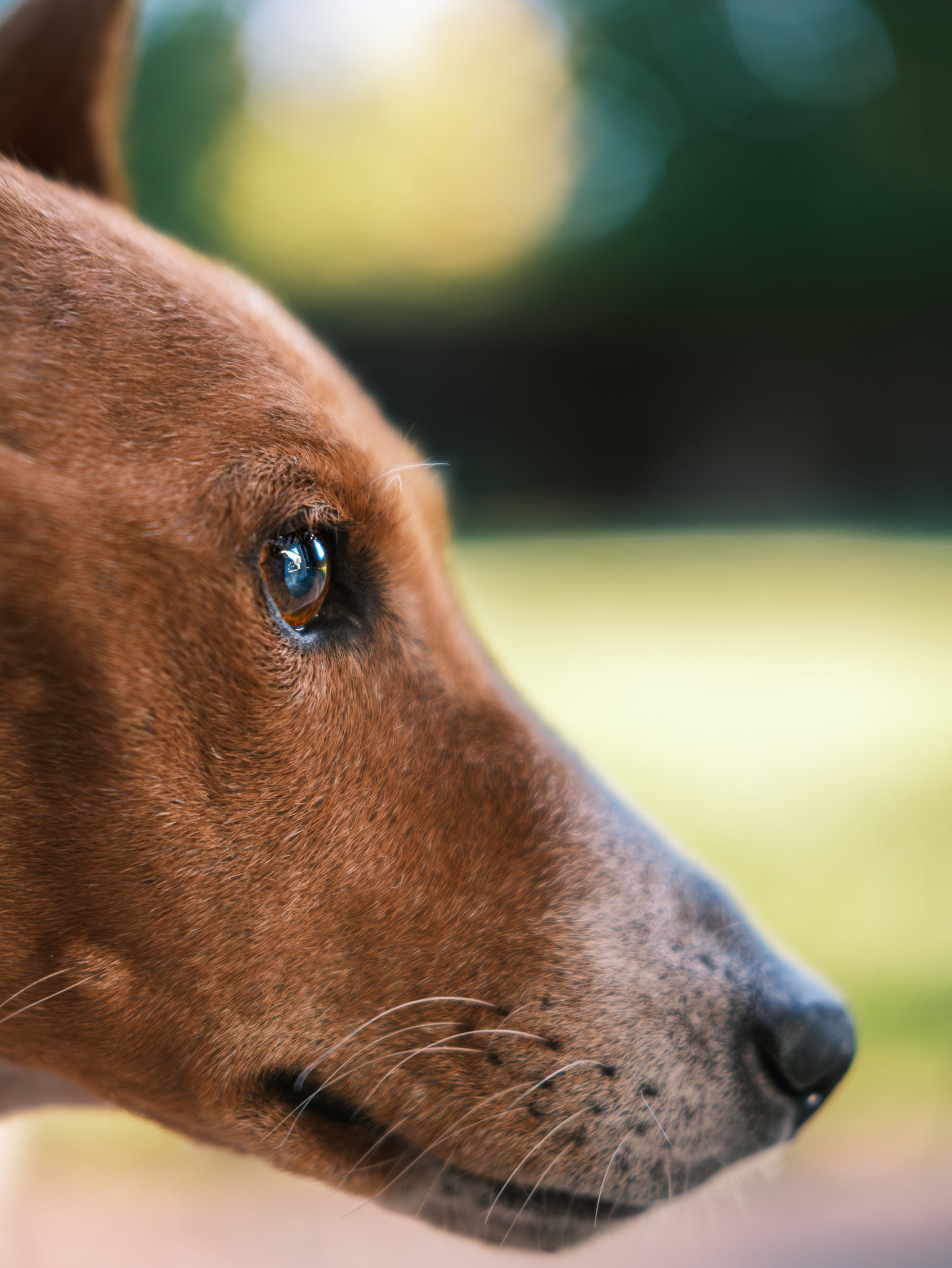 Dog Photography Session Packages