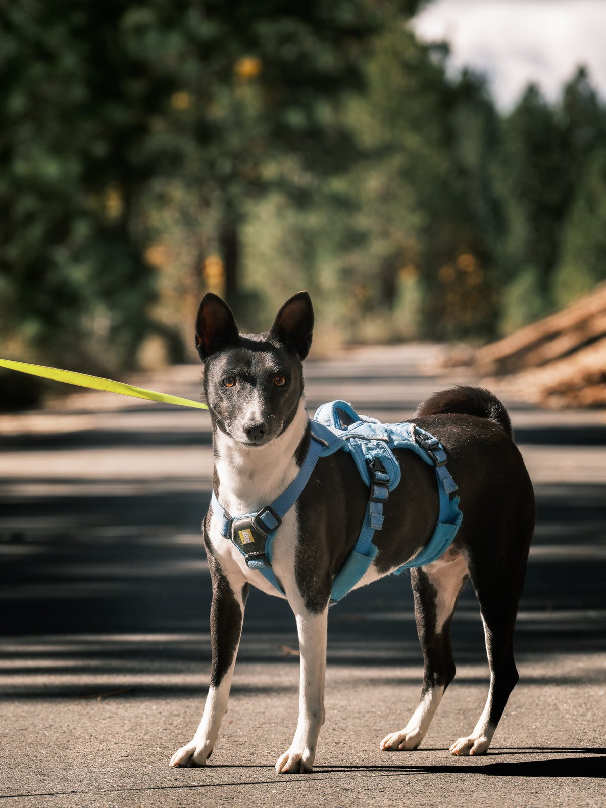 Dog Photography Session Packages