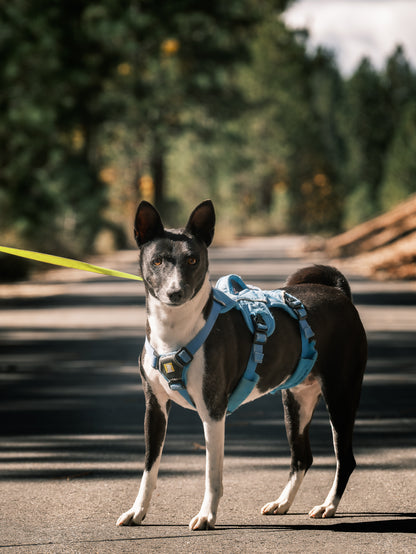 Dog Photography Session Packages