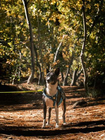 Dog Photography Session Packages
