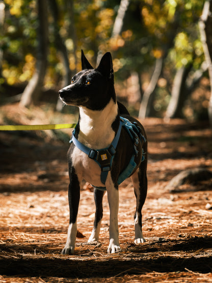 Dog Photography Session Packages