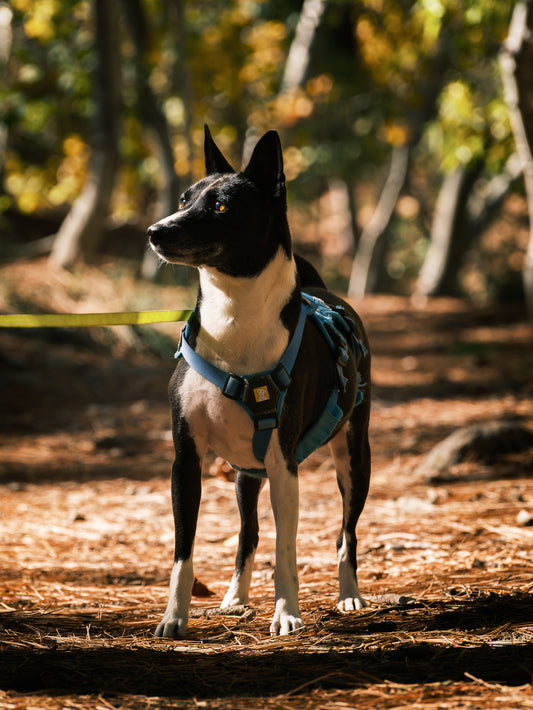 Dog Photography Session Packages