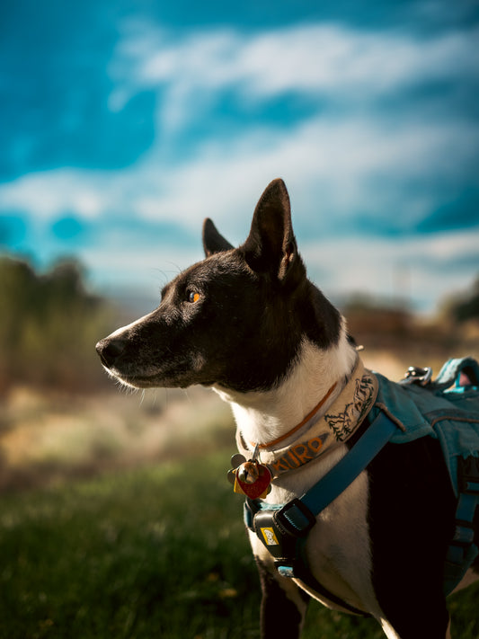 Dog Photography Session Packages