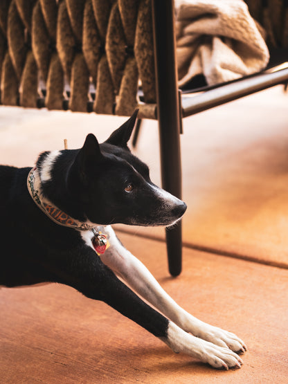 Dog Photography Session Packages