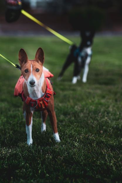 Dog Photography Session Packages