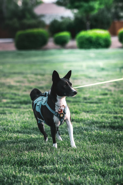 Dog Photography Session Packages