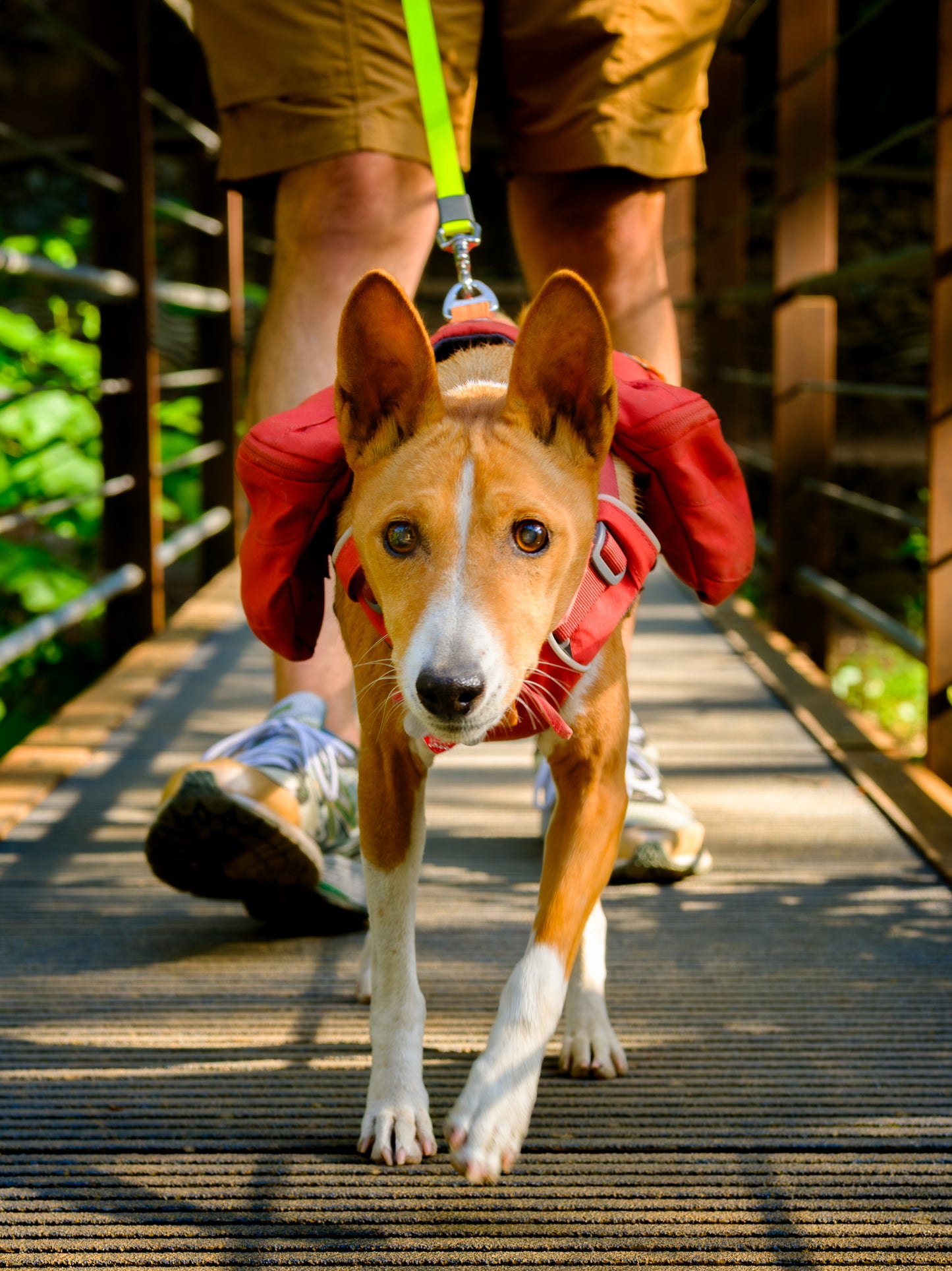 Dog Photography Session Packages