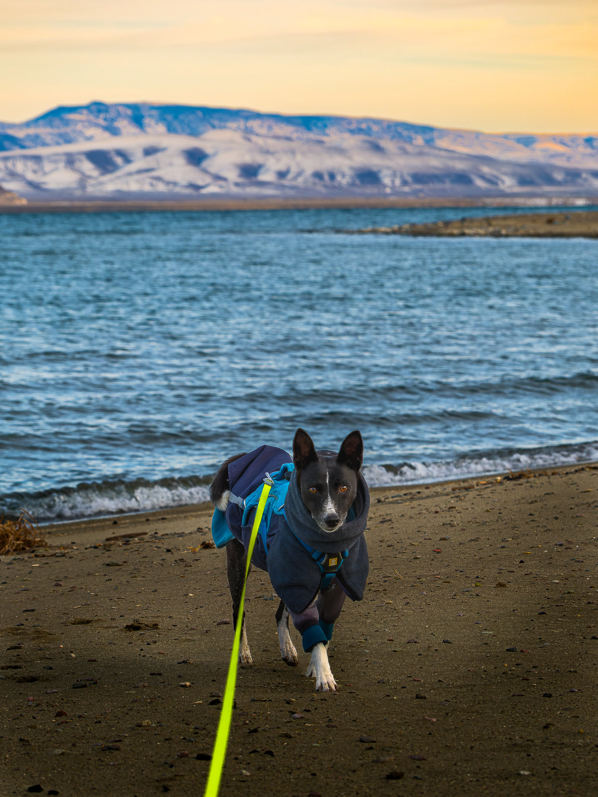 Dog Photography Session Packages