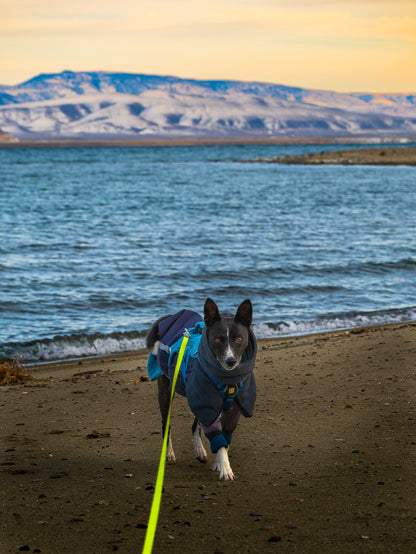 Dog Photography Session Packages