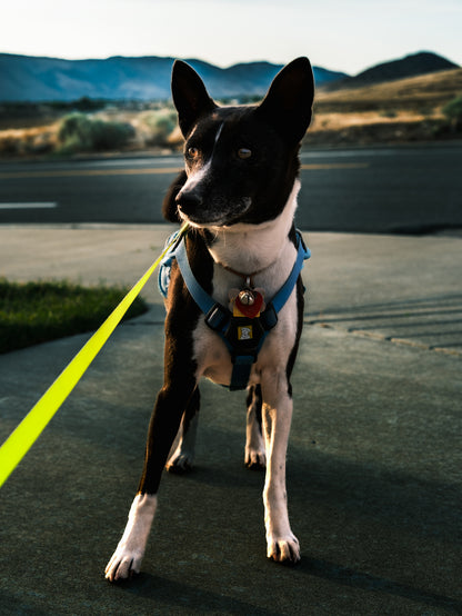 Dog Photography Session Packages