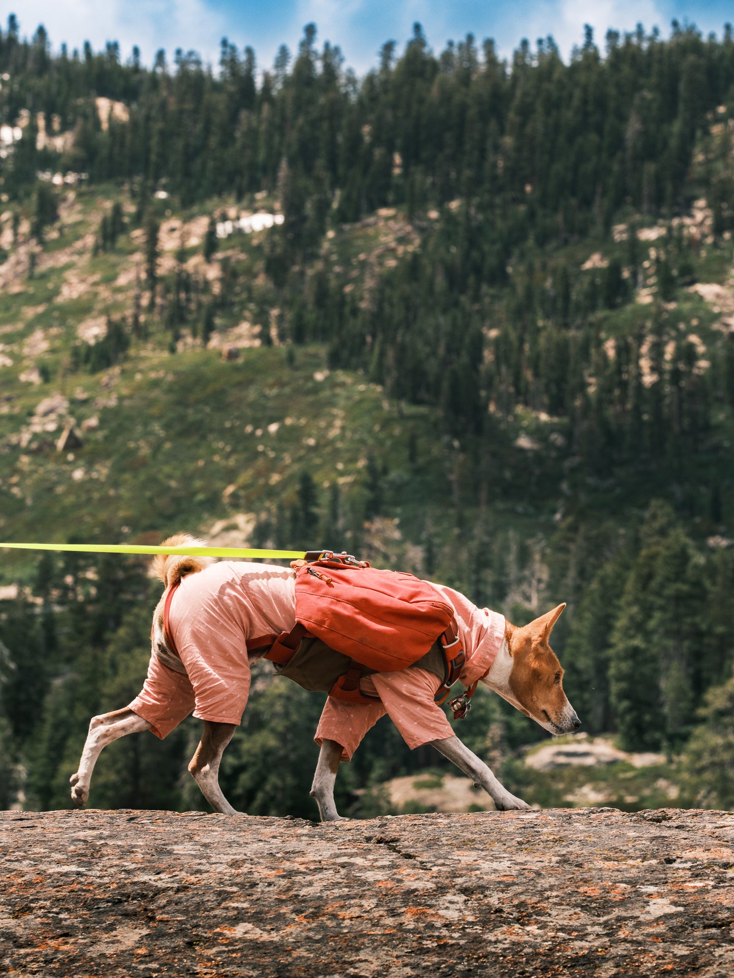 Dog Photography Session Packages