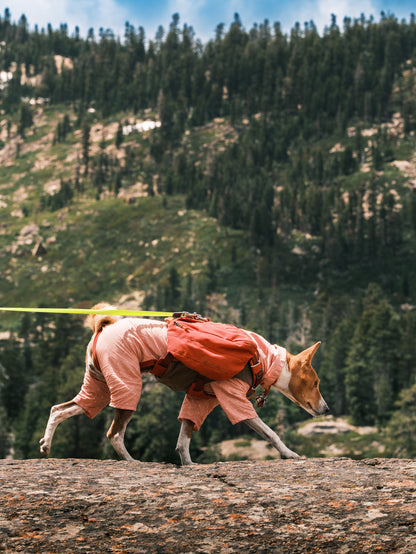 Dog Photography Session Packages