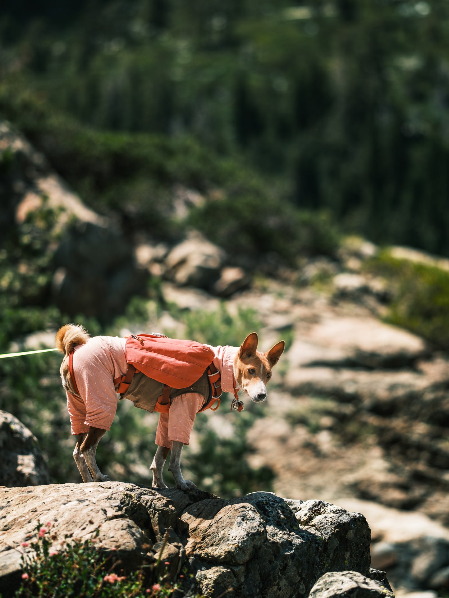 Dog Photography Session Packages