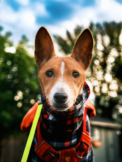 Dog Photography Session Packages