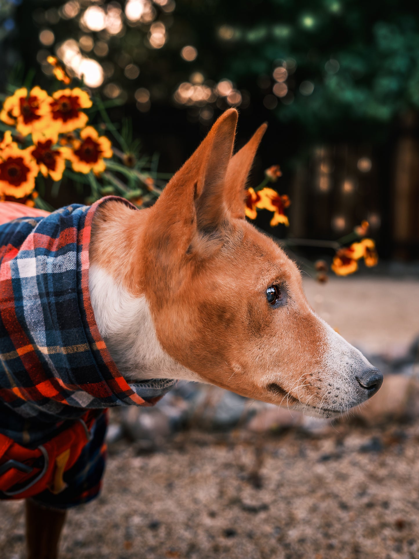 Dog Photography Session Packages