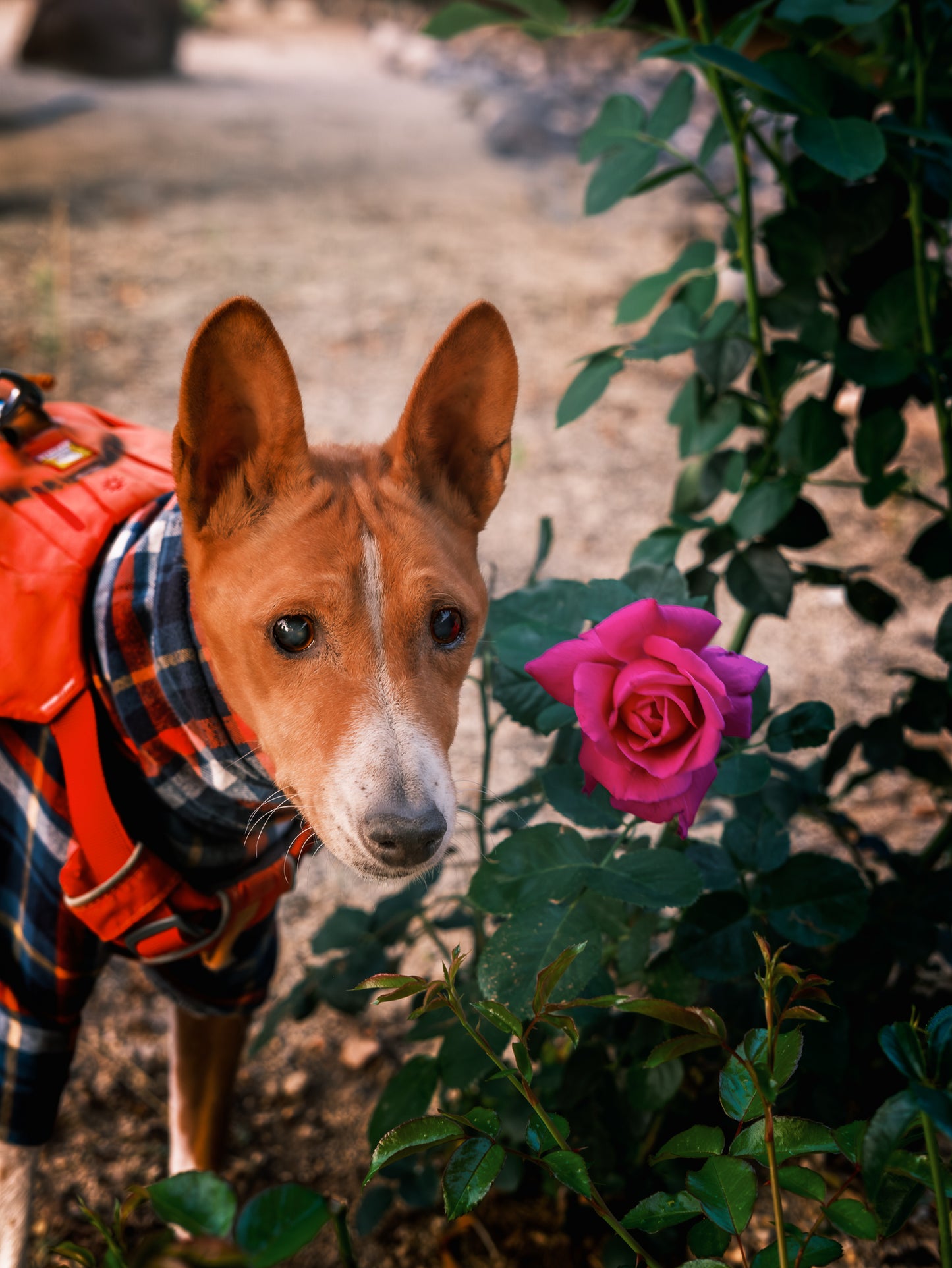 Dog Photography Session Packages