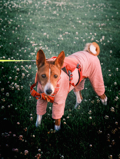 Dog Photography Session Packages