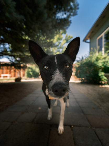 Dog Photography Session Packages