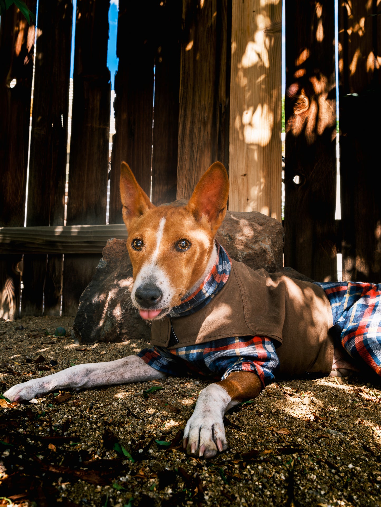 Dog Photography Session Packages