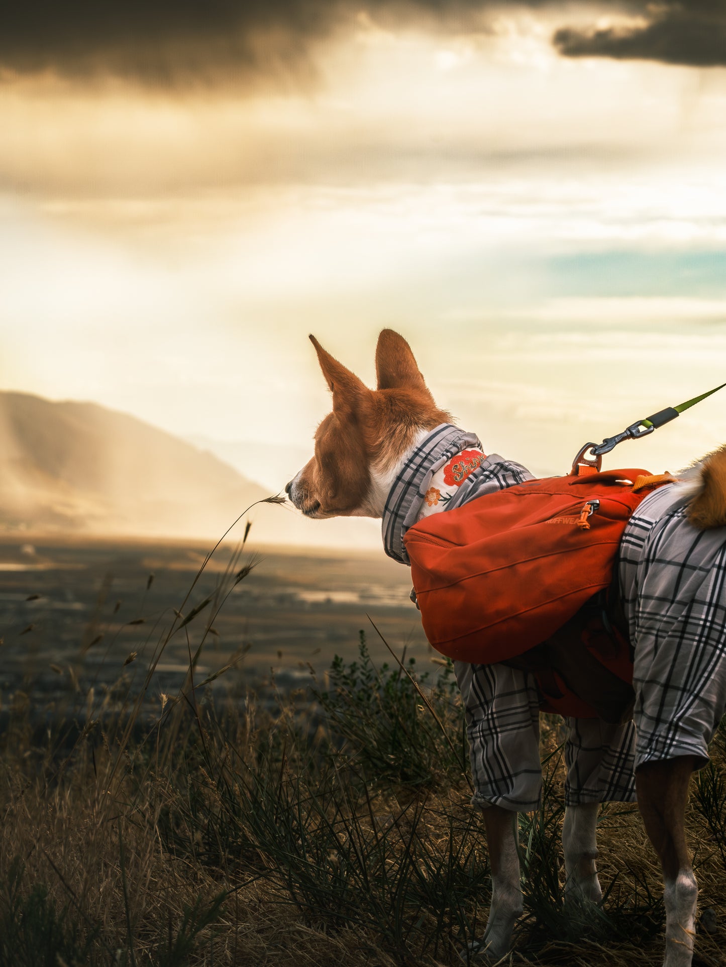 Dog Photography Session Packages