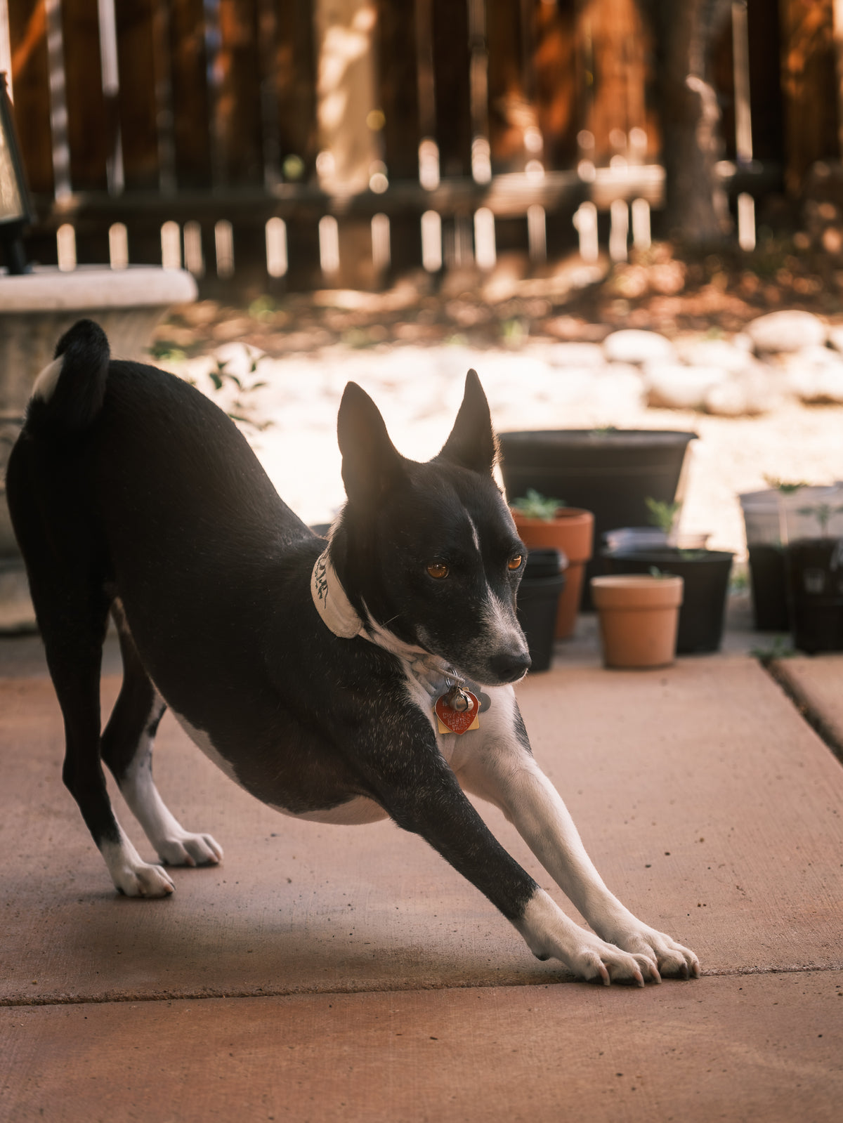Dog Photography Session Packages