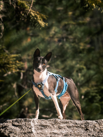 Dog Photography Session Packages