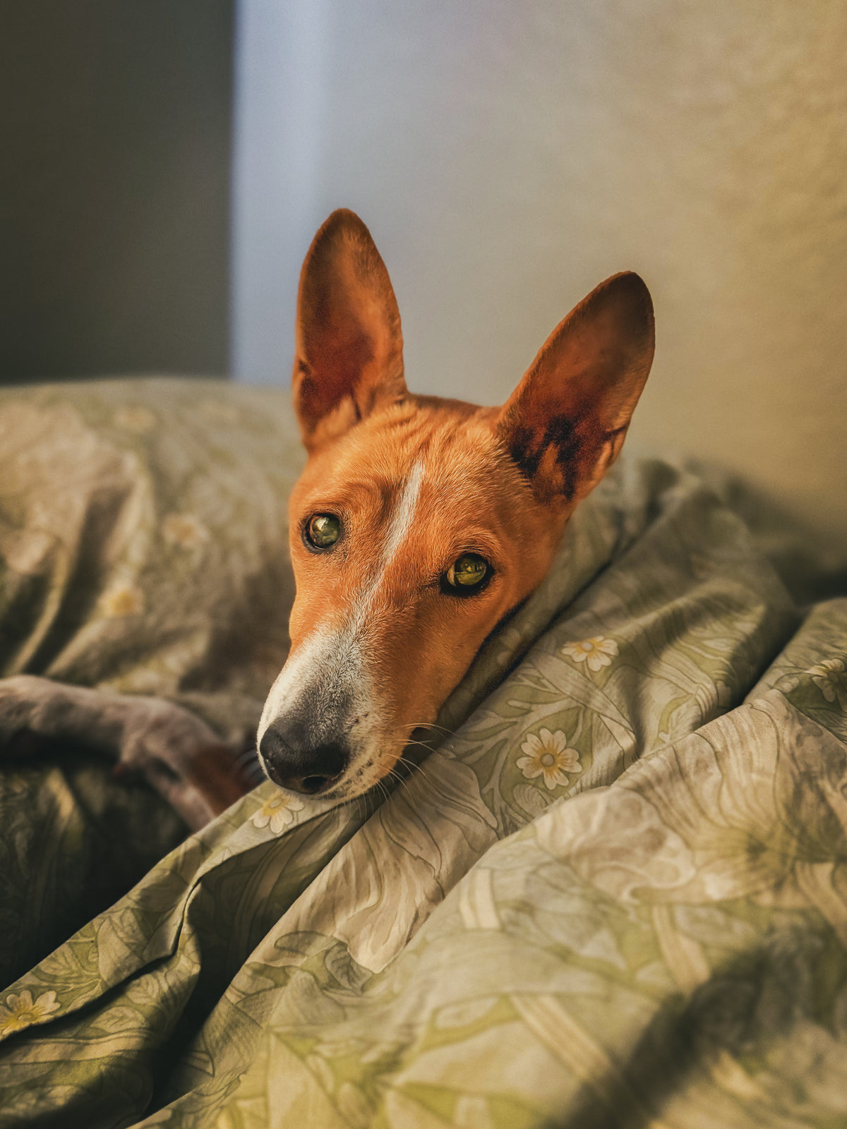 Dog Photography Session Packages